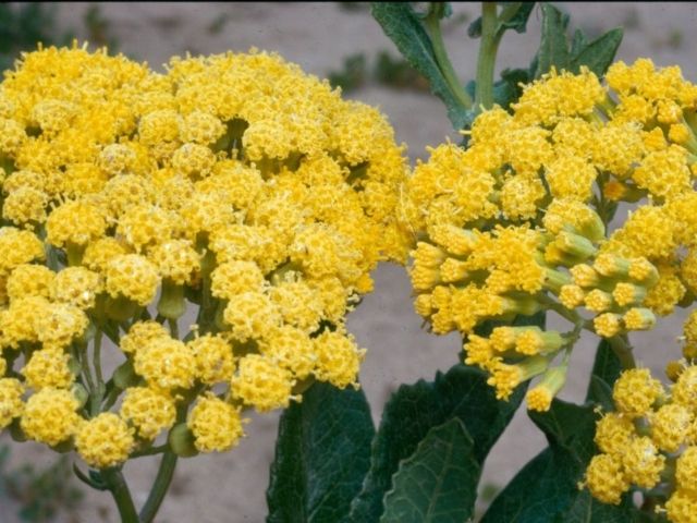 Alien Aphid Detected on Kangaroo Island